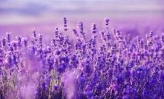 Bab-ı Şifa Lavanta Yağlı Bitkisel Çamaşır Makine Deterjanı 1 lt.